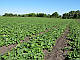 Насіння огірок Аякс F1 Nunhems 1000 насіння, фото 4
