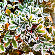 Перстач тризубчастий Нуук / Potentilla tridentata Nuuk, фото 2