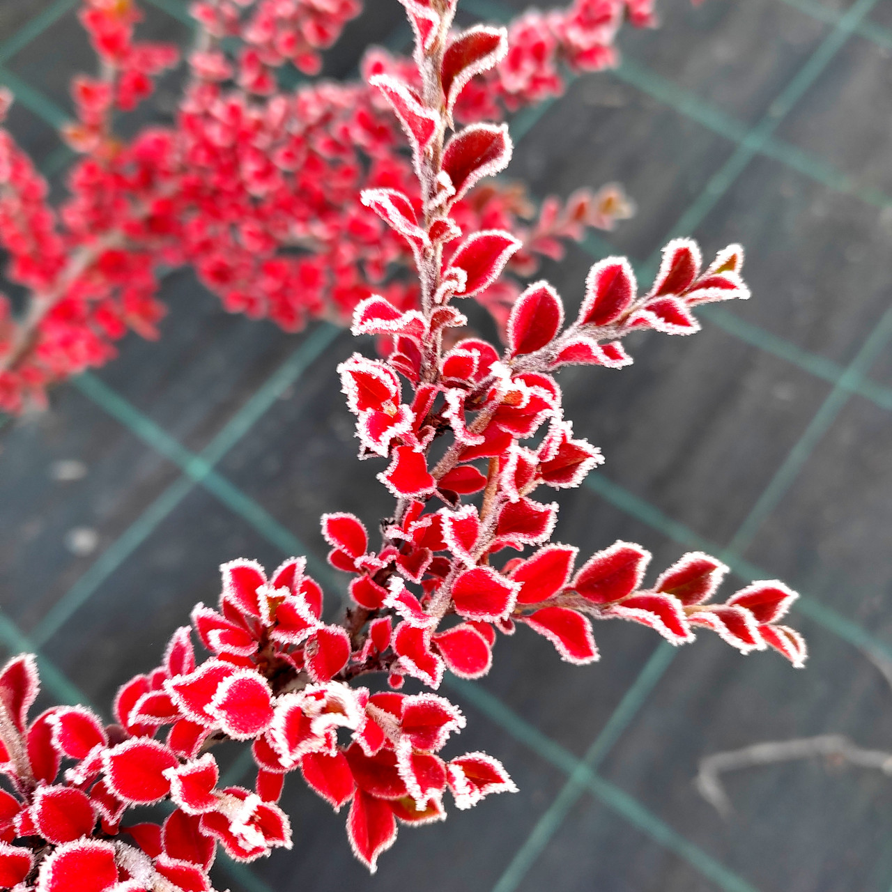 Кизильник горизонтальний / Р9 / Cotoneaster horizontalis