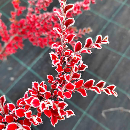 Кизильник горизонтальний / Р9 / Cotoneaster horizontalis, фото 1