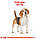Корм для дорослих собак породи Бігль ROYAL CANIN BEAGLE ADULT 3 кг, фото 2