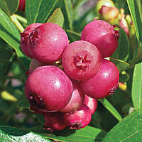 Саджанці Лохини Пінк Лимонад - рожева, середньо-пізня, урожайна (3-річний0