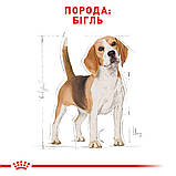 Корм Роял Канін Бігль Адалт Royal Canin Beagle adult породний для собак 3 кг, фото 2