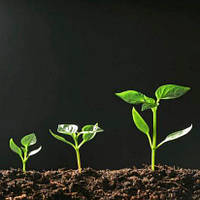 Регулятори росту