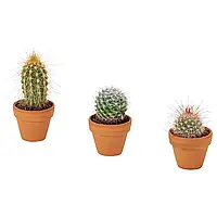 CACTACEAE Кімнатна рослина, міні/Кактус, 3,5 см