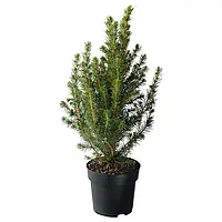 PICEA GLAUCA CONICA Кімнатна рослина, ялина біла, 15 см