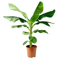 MUSA ORIENTAL Горшечное растение, банановое дерево, 21 см