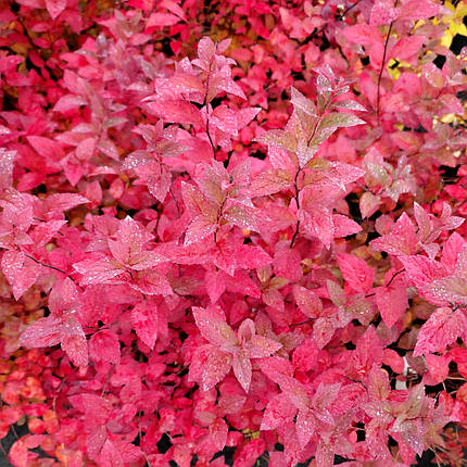 Спірея японська Манон / С3 / Spiraea japonica Manon, фото 2