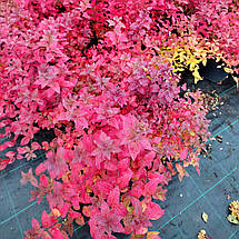 Спірея японська Манон / С3 / Spiraea japonica Manon, фото 3