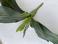 Лист орхидеи латексный