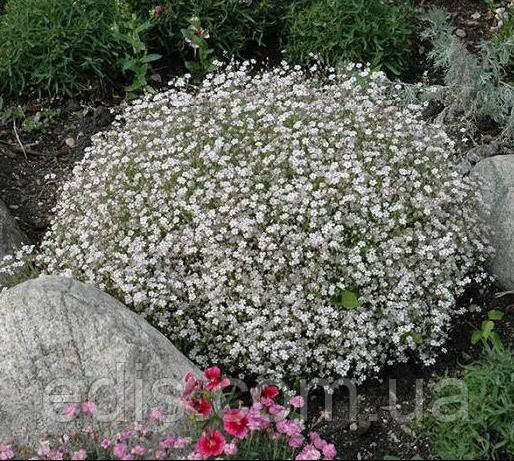 Гіпсофіла Біла 2 г, насіння Яскрава