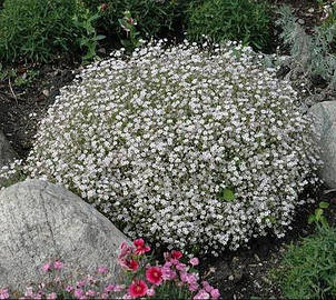 Гіпсофіла Біла 2 г, насіння Яскрава, фото 1