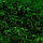 Стабілізований мох Green Ecco Moss кочка червона 1 кг, фото 4