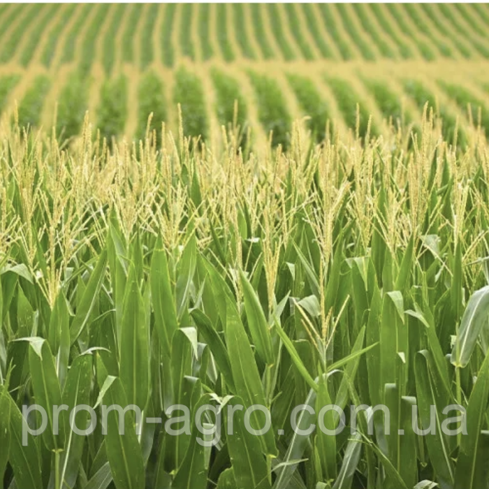 Насіння кукурудзи Дніпропетровський181 ФАО - 180 Українська селекція дрібна фасовка, 3 кг