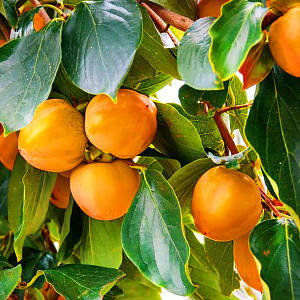 Саджанці хурми Українка (трирічна) - рання, морозостійка, самоплідна