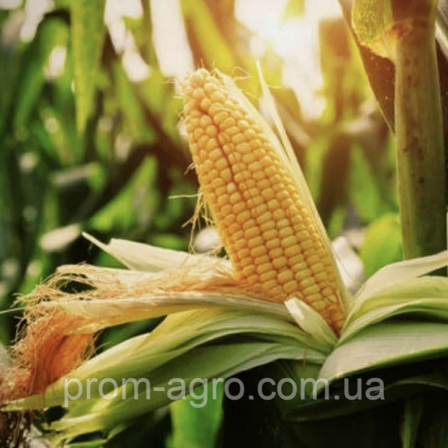 Насіння кукурудзи ДБ Хотин ФАО-280 Українська селекція дрібна фасовка, 3 кг