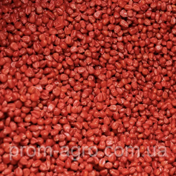 Насіння кукурудзи Оржиця 237 МВ ФАО – 240 Українська селекція дрібна фасовка, 3 кг