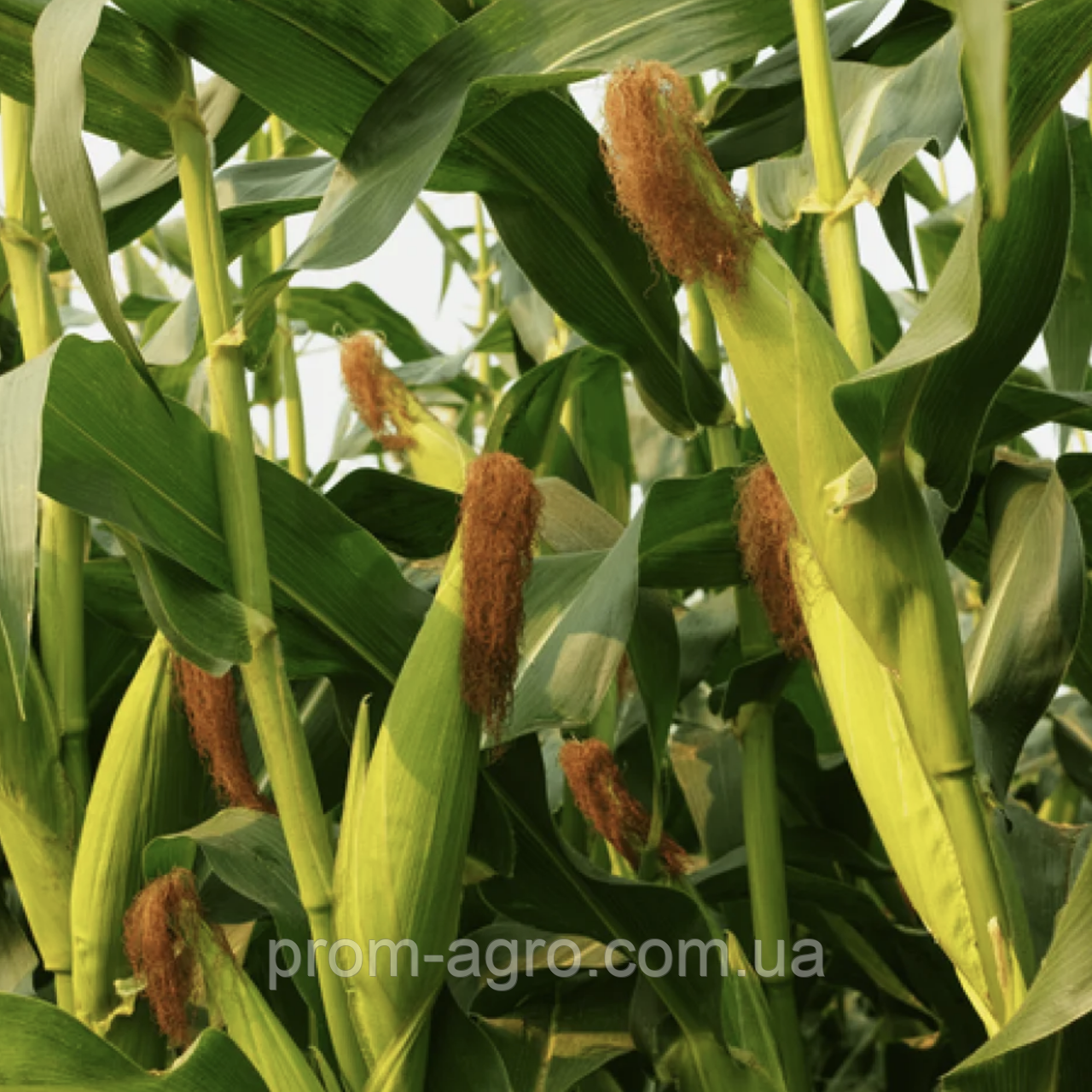 Насіння кукурудзи Любaва 279 МВ ФАО 270 дрібна фасовка, 1 кг