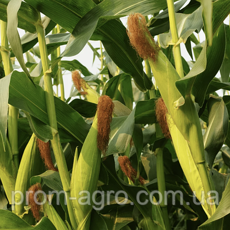 Насіння кукурудзи Любaва 279 МВ ФАО 270 дрібна фасовка, 1 кг, фото 1