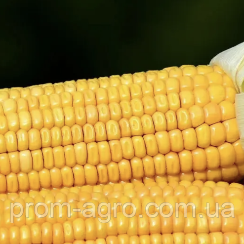 Насіння кукурудзи Дніпровський 181 ФАО -180 Українська селекція дрібна фасовка, 3 кг