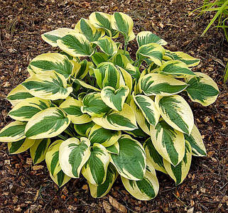 Хоста 'Wide Brim'. Контейнер 3 л