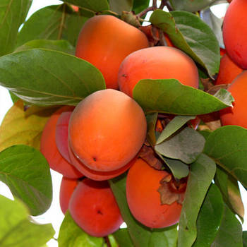 Саджанці хурми Волове серце(3х річна) - пізня, самоплодовий, великоплідний, солодкий