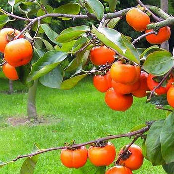 Саджанці хурми Джон Рік (трирічна) - рання, самоплідна, ароматна