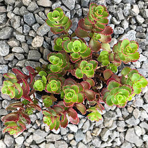 Очиток несправжній у 0,5-літровому контейнері