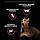 Пурина Про План Delicate Digestion сухий корм для кішок з чутливим травленням c індичкою 10КГ, фото 5