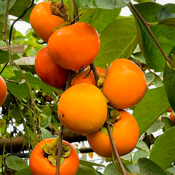 Саджанці хурми Божий Дар (трирічна) - середня, самоплідна, морозостійка