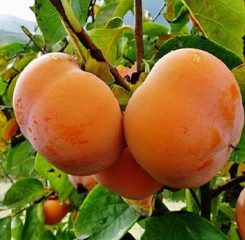 Саджанці хурми Гора Говерла (трирічна) - самоплідна, середня, солодка