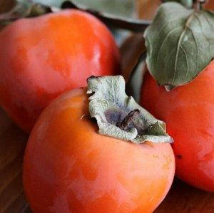 Саджанці хурми Зенджи мару (Шоколадниця) (трирічна) - пізня, самоплодовий, солодкий