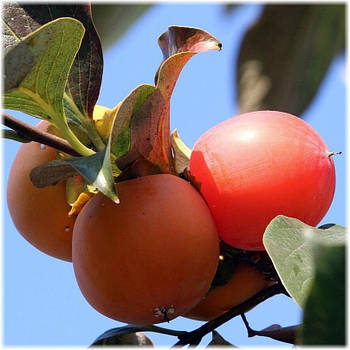 Саджанці хурми Нікітська бордова (трирічна) - середня, самоплідна, урожайна