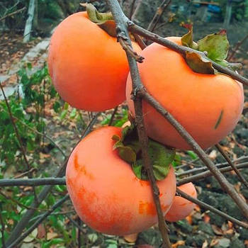 Саджанці хурми Дар Софіївки (трирічна) - рання, морозостійка, самоплідна