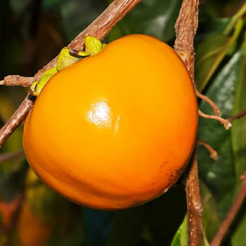 Саджанці хурми Гора Роман Кош (трирічна) - середня, морозостійка, крупноплідна