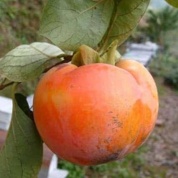 Саджанці хурми Брейсе-2 (трирічна) - дводомна, морозостійка, середній