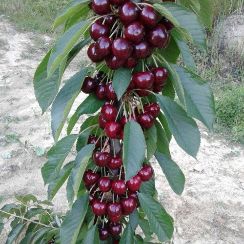 Черешня колоноподібна Світ Черрі (середньостигла), фото 1