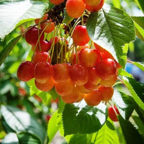 Черешня колоноподібна Рожева пантера (середньостигла), фото 1