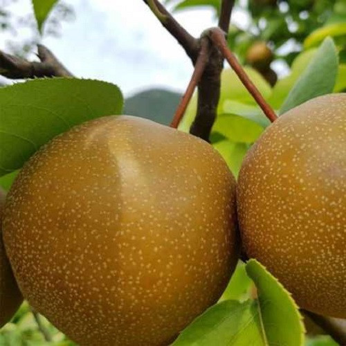 Груша азіатська Шинсейки (пізня)