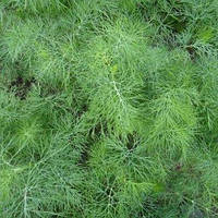 Кріп "Амброзія" (Anethum graveolens) (насіння 2 гр)