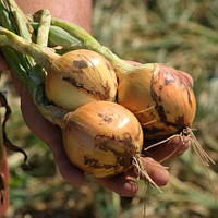 Візіон F1 (250 000 нас.) насіння цибулі ріпчастої Syngenta