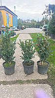 САМШИТ ВЕЧНОЗЕЛЁНЫЙ (BUXUS SEMPERVIRENS) /H 0.4 М / КОМ