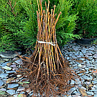 Саджанці Ожиномалини Валдо (Waldo) - середня, безколючкова, солодка, фото 3