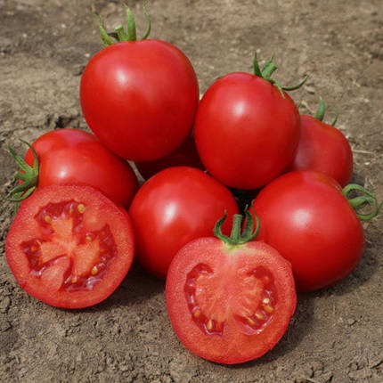 Насіння томату Асвон F1 (Asvon F1) Kitano Seeds 5000, фото 1