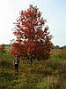 Дуб червоній/Quercus rubra/ Дуб червоний 2,0-2,4м, фото 2
