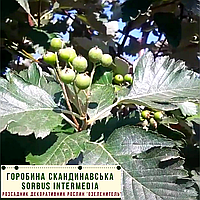 Горобина скандинавська / Sorbus intermedia / Рябина скандинавская 1,5-1,7м