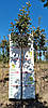 Горобина скандинавська / Sorbus intermedia / Рябина скандинавская 1,5-1,7м, фото 5