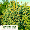 Ялина колюча ф. зеленка/Picea pungens f. Glauca/Оль колюча ф. зелена 1.2-1.4м, фото 2