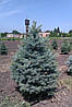 Ялина колюча ф. зеленка/Picea pungens f. Glauca/Оль колюча ф. зелена 1.2-1.4м, фото 3