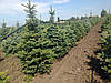 Ялина колюча ф. зеленка/Picea pungens f. Glauca/Оль колюча ф. зелена 1.2-1.4м, фото 4